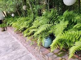 Maybe you would like to learn more about one of these? Ferns A Perennial Favorite In Tennessee Gardens Institute News