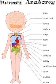 We will learn about the circulatory, digestive, respiratory and muscular systems. Human Anatomy For Kids Stock Vector Illustration Of Preschool 88316820