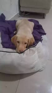 Maybe you would like to learn more about one of these? How To Check If A Labrador Is A Pure Breed Quora