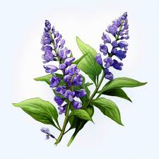 Image result for Vitex thyrsiflora