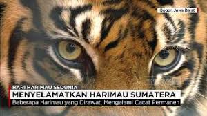 Gambar harimau kartun, gambar harimau kartun mudah, gambar harimau kartun hitam putih, gambar animasi harimau keren, gambar 164 gambar kartun lucu terbaru 2019. Berjuang Menyelamatkan Harimau Sumatera Youtube