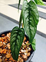 Hoy tengo ganas de bailar / pachuco bailarin и другие скачать в mp3 и sonora altepexana. Close Monstera Siltepecana Home Furniture Gardening On Carousell