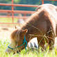 Books-at-Bushel-Barns - Bushel Barns Boarding & Horsemanship, Paramount Rd Event Image