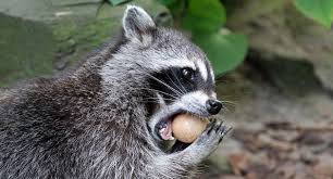 Check spelling or type a new query. What Do Raccoons Eat