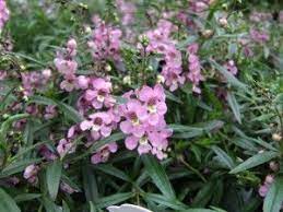 Angel Mist Spreading Pink Angelonia Angelonia Angustifolia Plant Sale Plants Mists