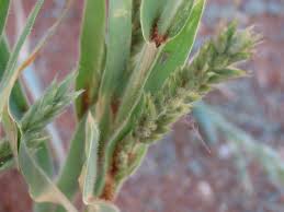 Image result for Schmidtia kalahariensis