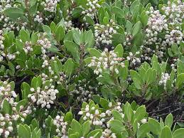 Image result for Macrotyloma densiflorum