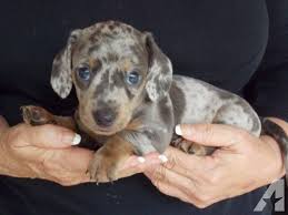 Akc Registered Male Blue Dapple Miniature Dachshund Puppy Rare Color Dachshund Puppy Miniature Dachshund Puppy Miniature Dachshund
