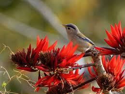 Struggle with animals name in english? Have A Look At The Avifauna Of Fambong Lho Wildlife Sanctuary Sure You Will Be Thrilled Looking At These Beautiful Bi Wildlife Sanctuary Wildlife Sanctuary