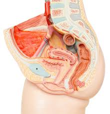 Muscles an important group of muscles in the pelvis is the pelvic floor. The Muscles That Control The Pelvic Floor Pericoach