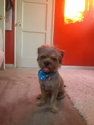 See apartments for rent at ao santa monica in santa monica, ca on zillow.com. Perfect Pet Rescue 21 Photos 33 Reviews Animal Shelters 10737 Venice Blvd Palms Los Angeles Ca Phone Number Yelp