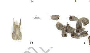 Image result for Sida serratifolia