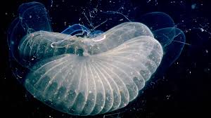 Deep Rising | Roco Films