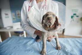 Mobile pet spay and neuter. Spay 4 La