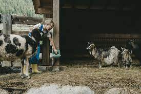 Normally we bring our extended family of lovable animals to events like birthday parties, educational events and fairs. Petting Zoo Family Hotel Sonnwies