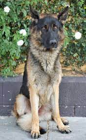 Maybe you would like to learn more about one of these? German Shepherd Puppies Yellow Pets Lovers