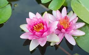 Check spelling or type a new query. Lotus Flower Information