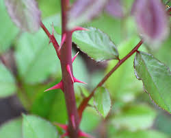 Check spelling or type a new query. Red Rose Bush With Thorns Every Rose Has It S Thorn By Pengibuddy On Deviantart Every Rose Rose Thorns Rose