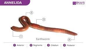 Annelida is a group commonly referred to as segmented worms, and they are found through most of the 20th century annelida was split into three major groups; Phylum Annelida Characteristics And Classification