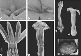 Image result for Kohautia cynanchica