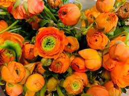 Shop for yellow curtains and blinds at next. Middle Atlantic Wholesale Florist Home Facebook