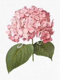 Flower Clipart Pink Big Leaf Hydrangea Botanical Etsy In 2021 Flower Clipart Big Leaf Hydrangea Flower Drawing