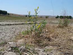 Image result for Eriosema psoraleoides