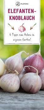 Elefantenknoblauch 6 Tipps Zum Anbau Im Eigenen Garten Plantura Anbau Garten Anpflanzen Garten