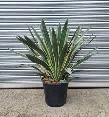 Image result for Yucca gloriosa
