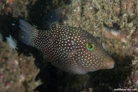 Image result for Zornia punctatissima