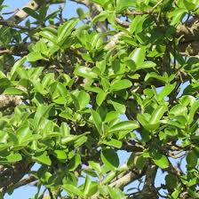 Image result for Ficus stuhlmannii