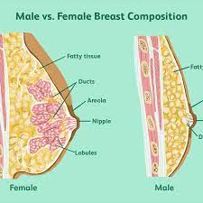 These send information about how our site is used to services called adobe analytics, hotjar and we use this information to improve our site. Breast Cancer In Males Symptoms Causes Diagnosis Treatment