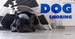 Is It Normal For My Dog To Snore Sit Means Sit Dog Training Aurora Parker