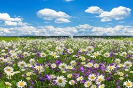 Il Profumo Della Primavera Fragranza Inestimabile Qui Brianza News
