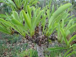 Image result for Erythroxylum platycladum