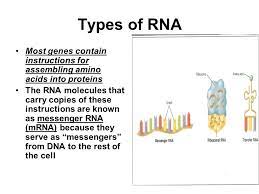 Biomolecule that is produced by cells using instructions from dna; Dna And Rna Ppt Download