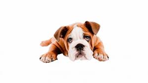 Check spelling or type a new query. Ways To Detect Down Syndrome In Dogs The Pets People