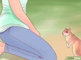 How to get a baby squirrel to be friendly? How To Hand Feed A Squirrel 11 Steps With Pictures Wikihow