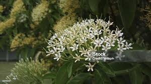 Image result for Tarenna