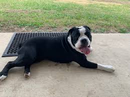 Here are a few more photos of the sweet lady..We've given her some food and  water, now she's napping