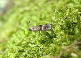 Image result for Stigmella roborella