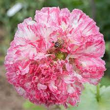 Check spelling or type a new query. Peony Poppy Flemish Antique Papaver Paeoniflorum Seeds Select Seeds