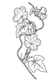 Ivy Leaf Morning Glory Coloring Page From Morning Glory Category Select From 24652 Printable Crafts Of Car Flower Coloring Pages Flower Drawing Coloring Pages
