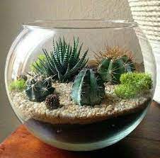 Los cactus o suculentas son un tipo de plantas que forman parte de la familia de las cactáceas. Terrario De Cactus Y Suculentas En Pecera De Vidrio Solo Cdmx Ayimala Flores Plantas Y Regalos Cdmx