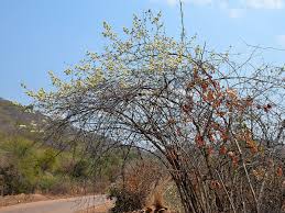 Image result for Combretum mossambicense