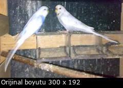 Muhabbet Kusu Cinsiyet Yas Irk Ozellik Her Turlu Bilgi Mevcut 7 24 Destek
