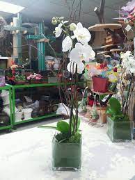 Orchid Plant Centerpiece Orchid Centerpieces Plant Centerpieces Orchid Centerpieces Wedding