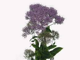 Image result for Trachyphrynium braunianum