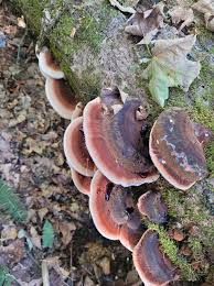 Image result for Ischnoderma resinosum