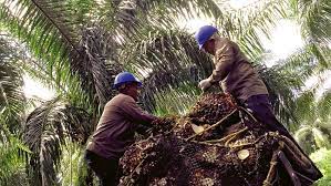 The company is looking for suitaly qualified candidates for the position of garage supervisor. Direct Hiring Opens Up New Horizons In Colombia S Palm Oil Sector